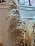 Dried Plants