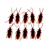 Rex London | Box of Cockroaches