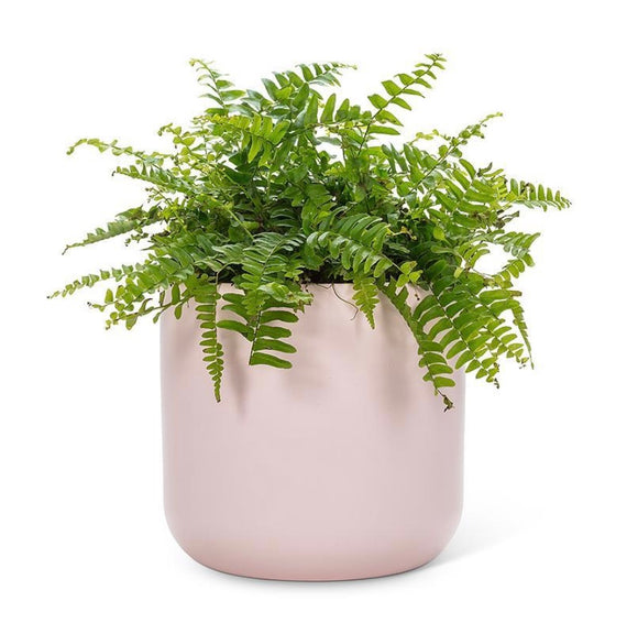 Abbott | Large Classic Planter | Pink