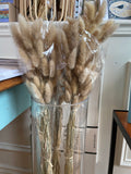 Dried Plants