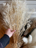 Dried Plants