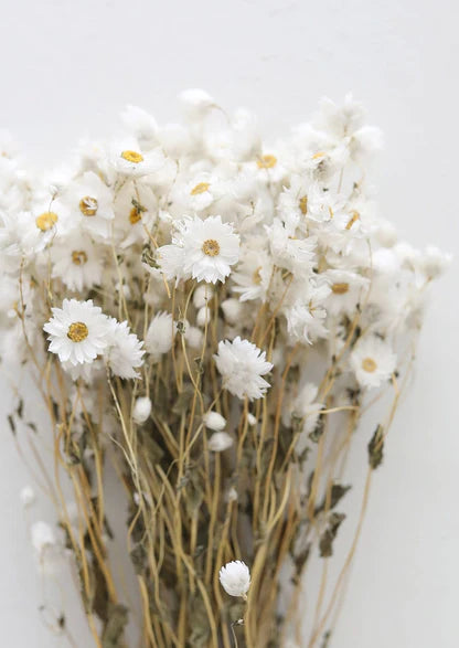 Dried Plants