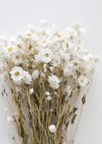 Dried Plants